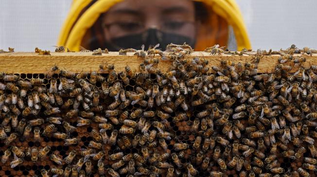 La tercera parte de la comida para los humanos requiere de la polinización que hacen las abejas y abejorros.