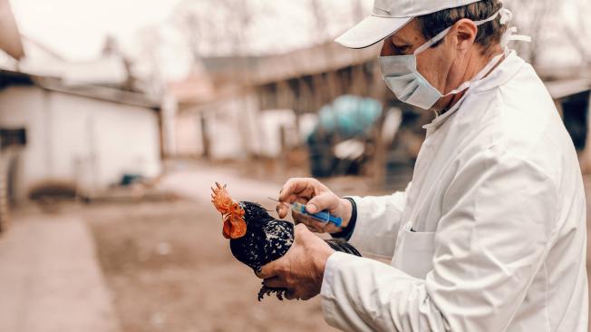 Algunos países de Europa han decretado confinar a aves de corral que puedan correr riesgo de contagio.