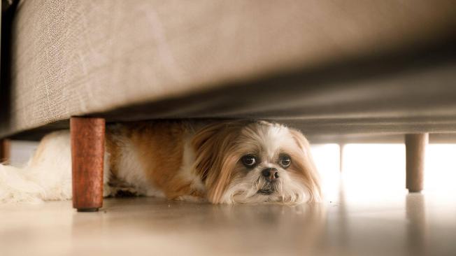 la prednisona ayuda a los perros con artritis