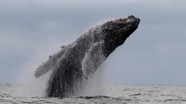 El avistamiento de ballenas se da entre junio y octubre, en el Pacífico.