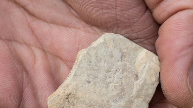 La gran cantidad de fósiles de Callichimaera perplexa hallados en Boyacá representan una gran ventaja para los investigadores.