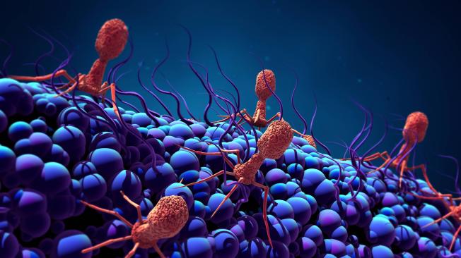 bacteriófagos es un tipo de virus y fue usado para el tratamiento experimental.
