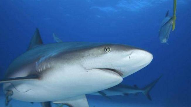 Un tiburón gris como este fue el que atacó a Arturo.