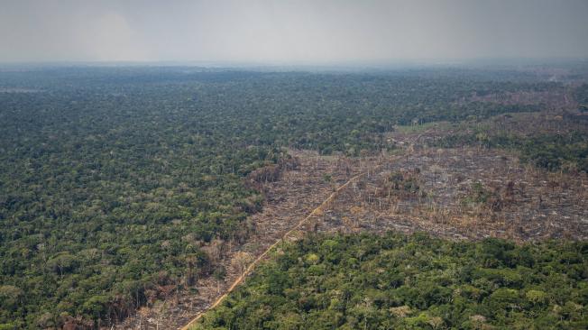En 2021 fueron deforestadas 170.000 hectáreas en Colombia. Así se ven algunas zonas en Chiribiquete.
