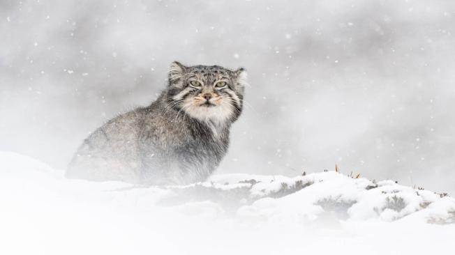 Documental El leopardo de las nieves