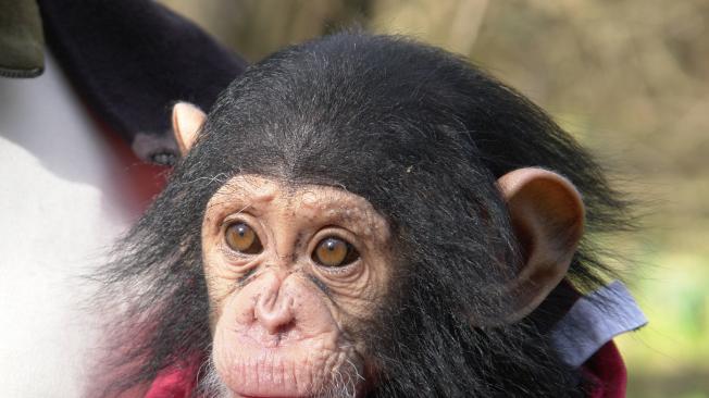Tres chimpancés bebés fueron secuestrados de un santuario en África.