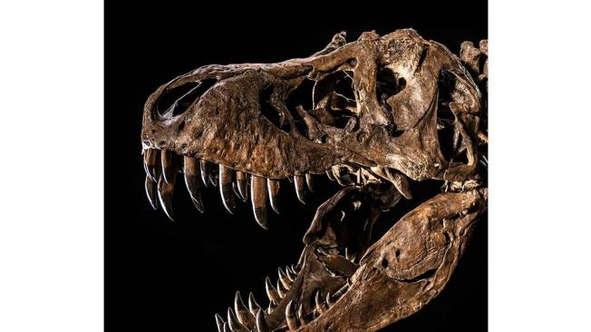 Según Christie’s, los restos óseos de este Tiranosaurio rex se encuentran en perfectas condiciones.