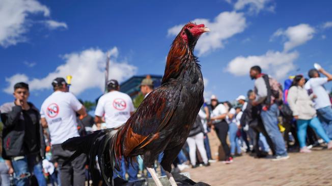 Cientos de personas protestan hoy 10 de octubre del 2022 en contra de la prohibición de peleas de gallos en el país. Medida que esta siendo impulsada en el congreso. FOTO MAURICIO MORENO EL TIEMPO CEET