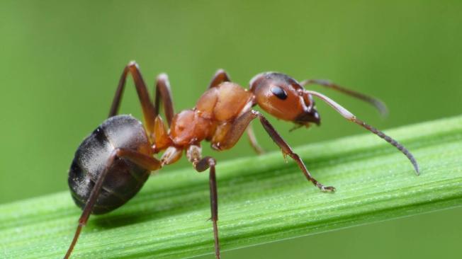 Un ángulo que reveló la parte más perturbable de una hormiga: su rostro.
