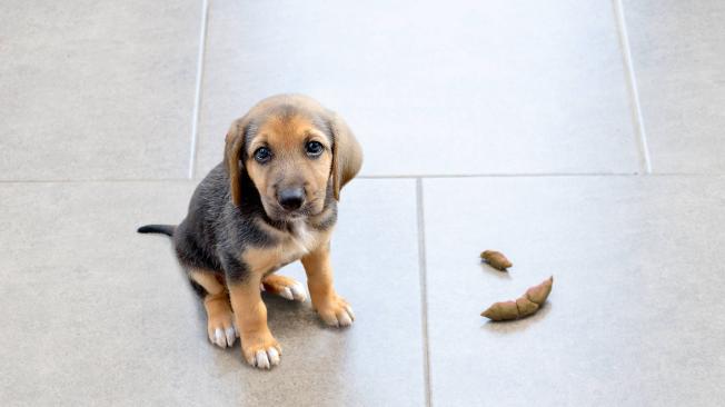 a las ratas les atrae la caca de perro