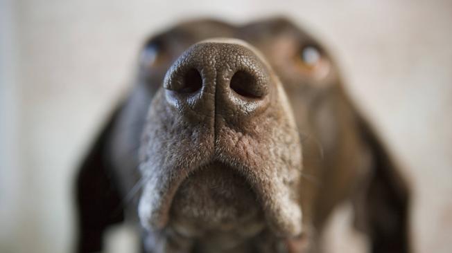 El sentido del olfato de los perros ha sido aprovechado por los seres humanos para cacería, seguridad o exploraciones.