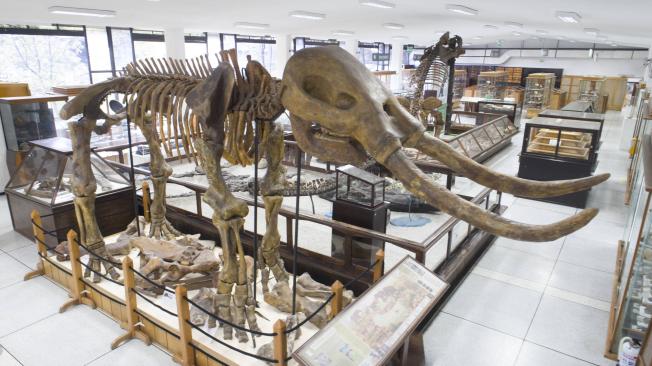 Restos de un mastodonte en el Museo Geológico Nacional José Royo y Gómez, donde la paleontóloga Marcela Gómez es coordinadora.