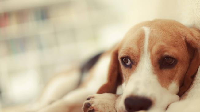 Los expertos recomiendan estar alerta a los cambios físicos y emocionales de los caninos.