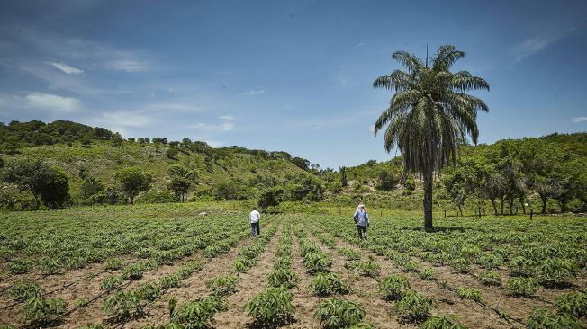 Tierras de la ANT