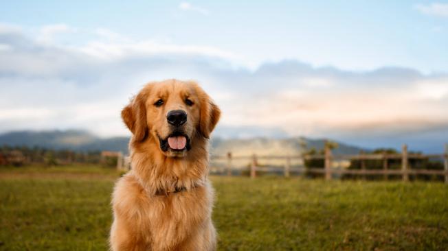 Golden Retriever: ¿Cómo saber si mi perro es de raza?