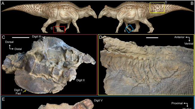 Las alteraciones bioestratinómicas en una "momia" de Edmontosaurus revelan una vía para la conservación de los tejidos blandos.