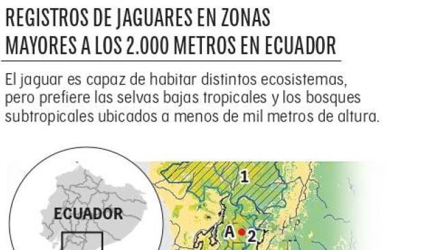 Registros de jaguares en zonas altas de los Andes ecuatorianos.