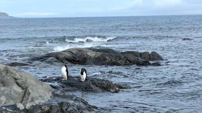 En la Isla Rey Jorge (Antártida), se encuentra la casa del pingüino pápua, una especie que vive toda su vida con una sola pareja.
