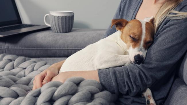 Los perros tienden a desarrollar lazos muy fuertes con sus dueños.