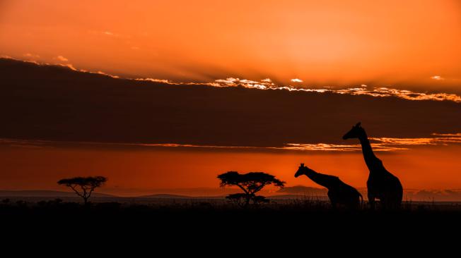 Parque Nacional Serengueti, Tanzania.