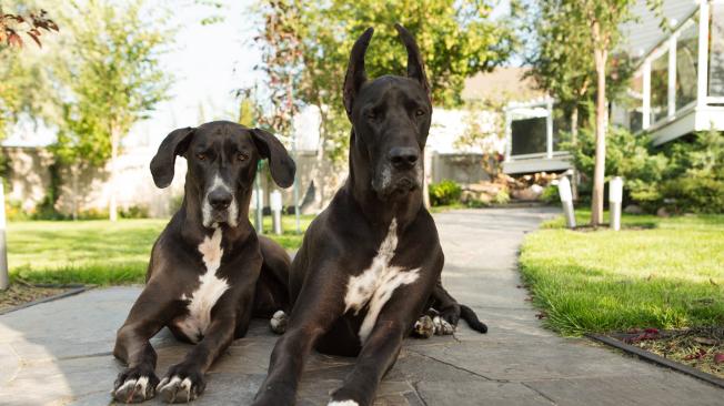 cuánto tiempo viven los mastines gran danés