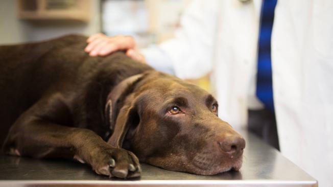 cuanto tarda el meloxicam en hacer efecto en perros