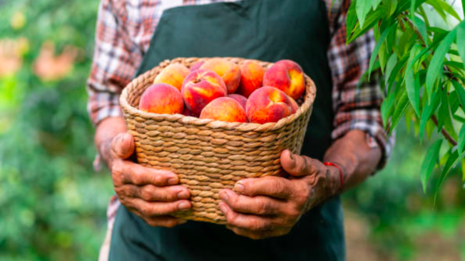 Estas frutas pueden parecer muy similares, ya que comparten algunas similitudes en su apariencia, sabor y texturas.