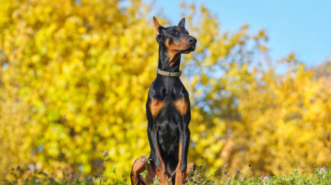 cual es la raza doberman mas grande