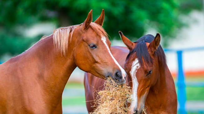 Los caballos suelen comer todo lo que se les da, es importante aprender a mantenerlos saludables.