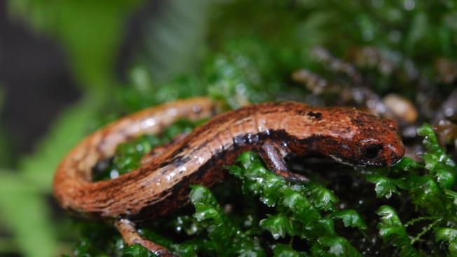 Salamandra encontrada en predios de EPM en Cundinamarca