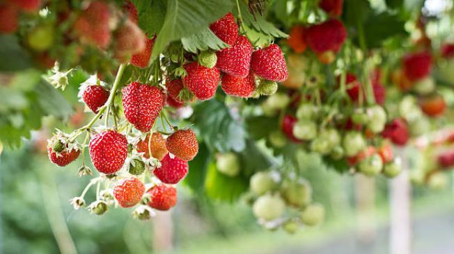 Las fresas aportan varias vitaminas