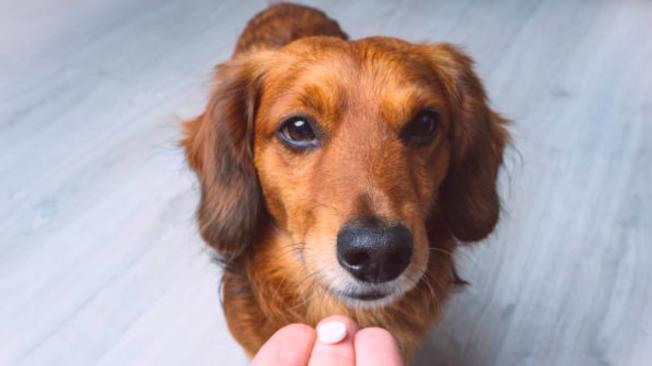 cuanto tarda el meloxicam en hacer efecto en perros