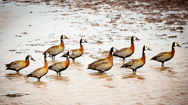 Durante el recorrido también se puede ver avistamiento de aves.