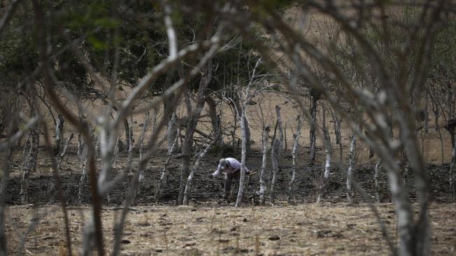 Un campesino trabaja la tierra durante la temporada de sequía, el 12 de mayo de 2023, en la Península de Azuero (Panamá).