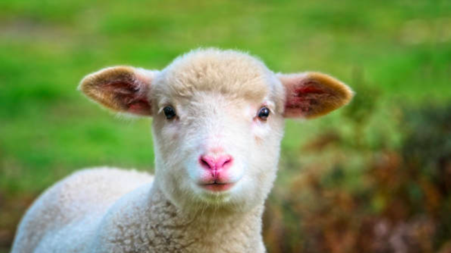 El cebo de carnero y sus propiedades para la salud - Portal del