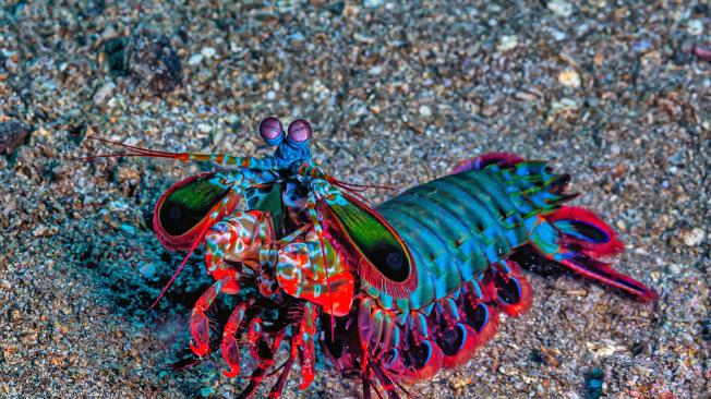 La Gamba mantis marina es una gran depredadora.