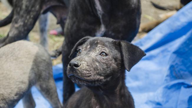 la sarna es curable en perros