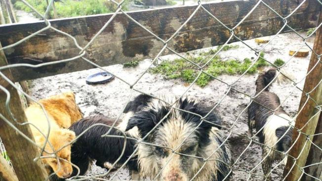 Bogotá: La pieza de las canecas de basura que es un riesgo para