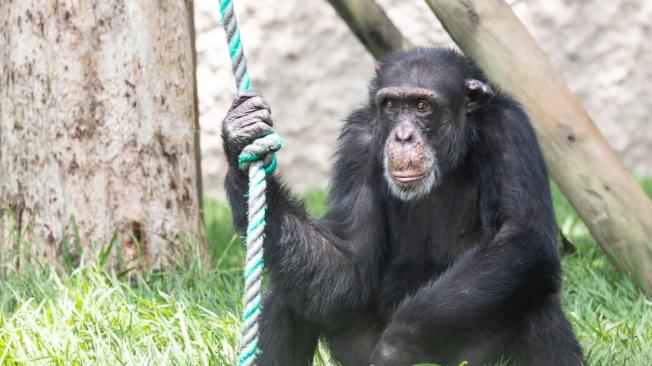 El chimpancé Yoko tiene aproximadamente 40 años y creció con un narcotraficante en la capital de Risaralda. Actualmente permanece en el bioparque Ukumarí.