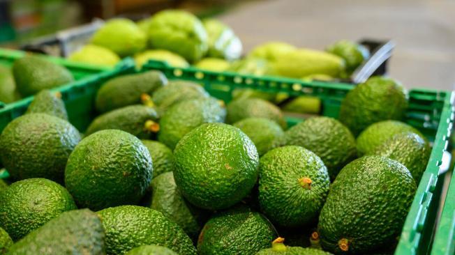 Aguacate Hass es considerada la cuarta agroindustria dentro de las más importantes para el país.