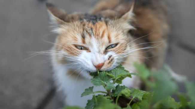 son las plantas de palma de gato venenosas para los perros