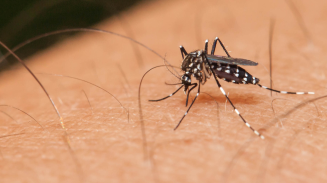 El dengue “es una enfermedad viral aguda” que llega a afectar a cualquier persona sin importar su edad.