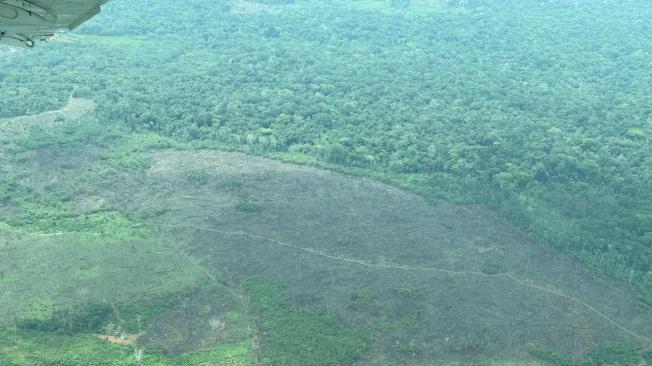 Así luce la pérdida de bosque en la región amazónica colombiana.