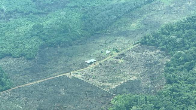 Distintos factores han llevado a que, desde finales de 2023, el ritmo de deforestación en la Amazonia, que se había frenado, vuelva a reactivarse.