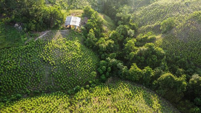 En Honduras, Guatemala y Venezuela, que no habían sido tradicionalmente países productores, han surgido cultivos de coca recientemente. 