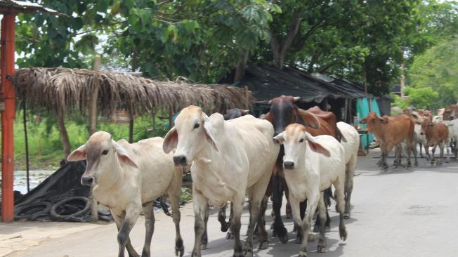 En La Mojana sacan el ganado de las zonas inundadas