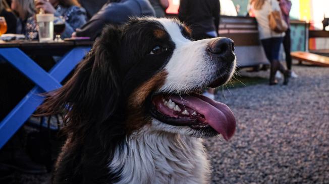 se permiten perros en los bares de california