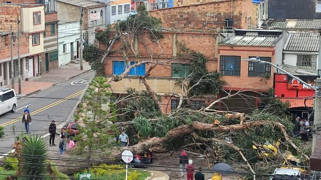 CaÃ­da de Ã¡rbol en la localidad de San CristÃ³bal