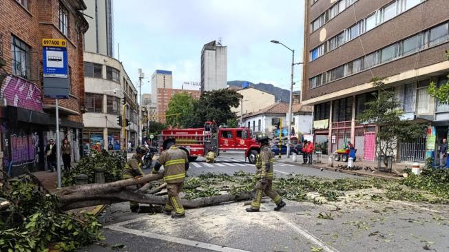 CaÃ­da de Ã¡rbol en la carrera 13 con calle 24 en BogotÃ¡.