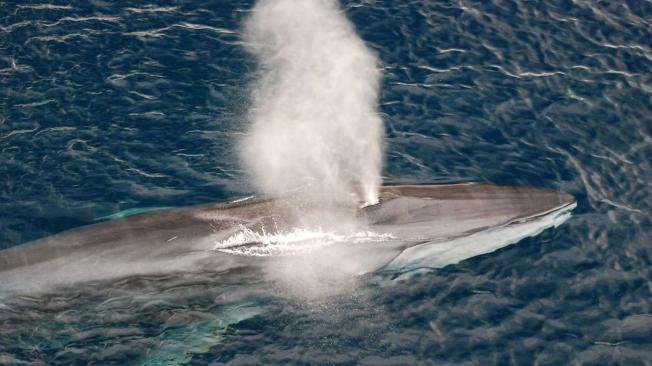 Islandia autoriza nuevamente la caza de ballenas para la temporada 2024: ¿qué hay detrás de esta polémica decisión?